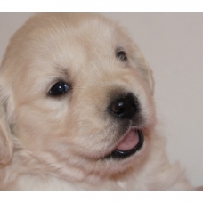 Image pour l'annonce Chiots Golden Retriever à Réserver