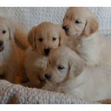 Image pour l'annonce Chiots Golden Retriever à Réserver