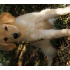 Image pour l'annonce Chiots Golden Retriever à Réserver