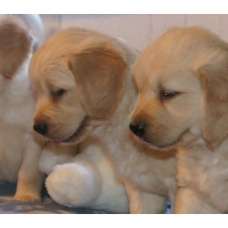 Image pour l'annonce Chiots Golden Retriever à Réserver