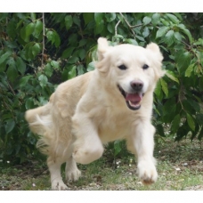 Image pour l'annonce Chiots Golden Retriever à Réserver