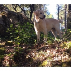 Image pour l'annonce Chiots Golden Retriever à Réserver