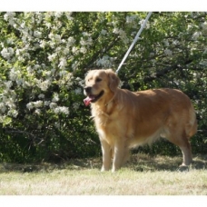 Image pour l'annonce Chiots Golden Retriever à Réserver