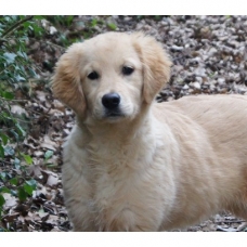 Image pour l'annonce Chiots Golden Retriever à Réserver