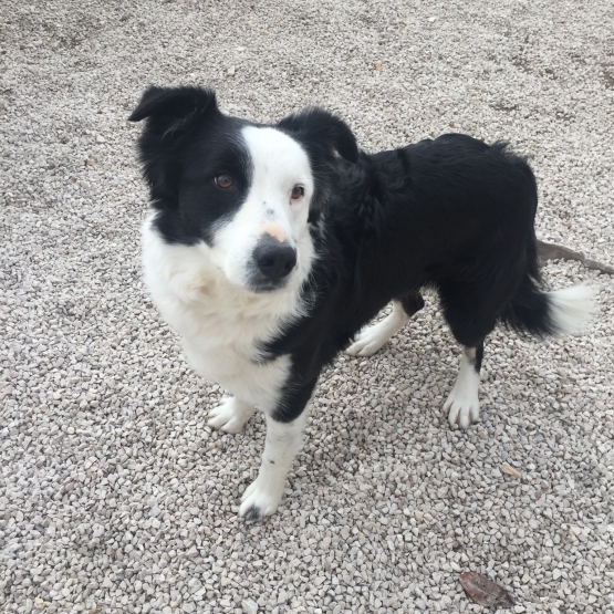 Image pour l'annonce Donne Border Collie