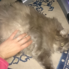 Image pour l'annonce Sauvetage chatte