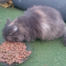 Image pour l'annonce Sauvetage chatte