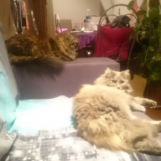 Image pour l'annonce Sauvetage chatte
