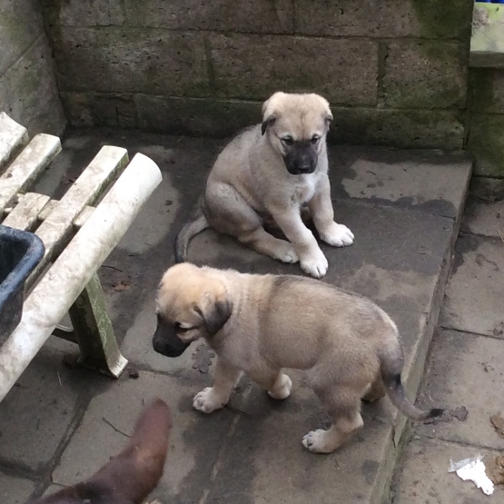 Image pour l'annonce Chiots berger d’anatolie À vendre