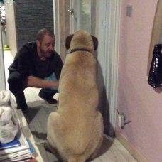 Image pour l'annonce Chiots berger d’anatolie À vendre