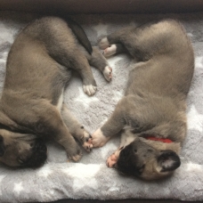 Image pour l'annonce Chiots berger d’anatolie À vendre