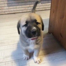 Image pour l'annonce Chiots berger d’anatolie À vendre