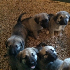 Image pour l'annonce Chiots berger d’anatolie À vendre