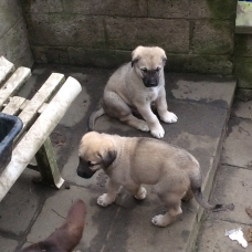 Image pour l'annonce Chiots berger d’anatolie À vendre