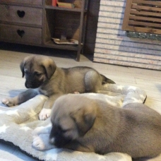 Image pour l'annonce Chiots berger d’anatolie À vendre