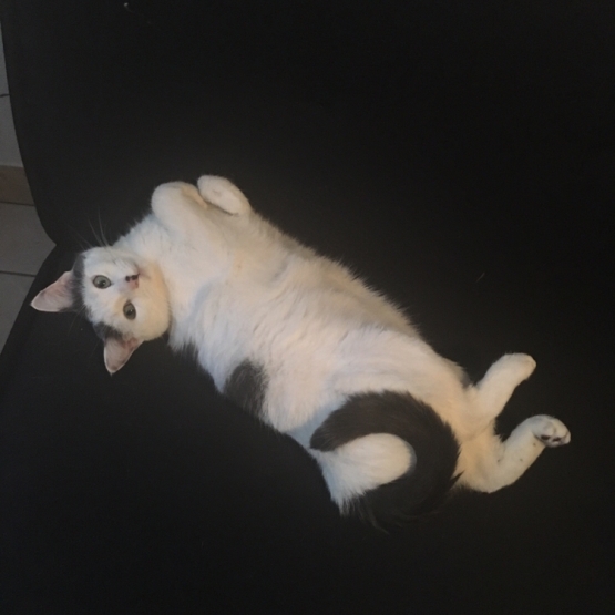 Image pour l'annonce Donne chatte