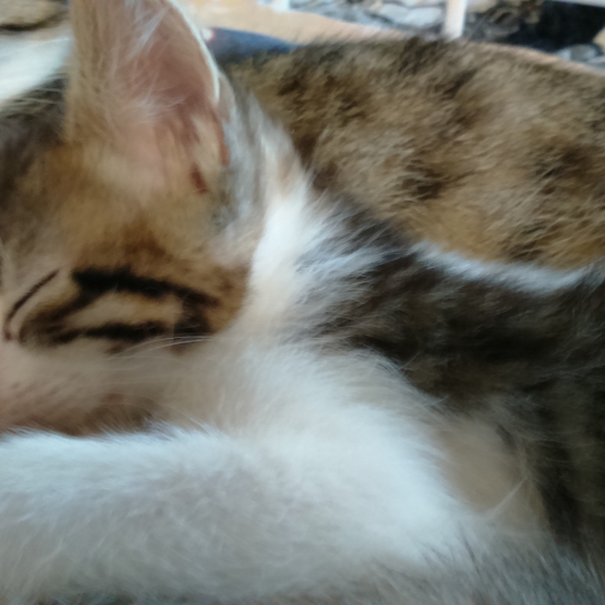 Image pour l'annonce Donne chaton mâle