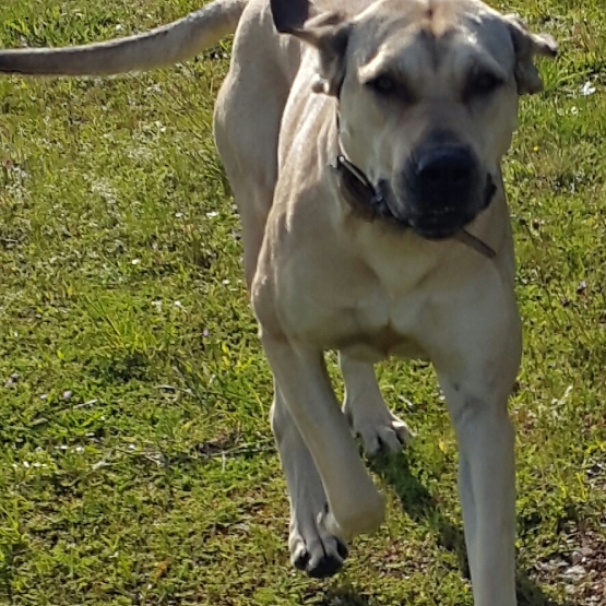 Image pour l'annonce Donne chiots Fila Brasileiro
