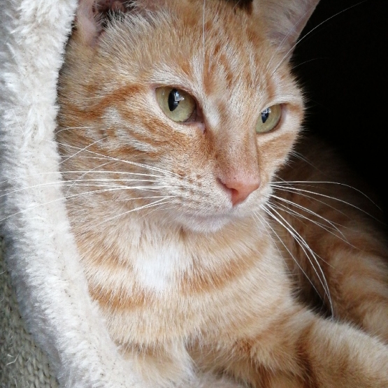 Image pour l'annonce Câline 5 ans une chatte hyper gentille et câline cherchant des adoptants