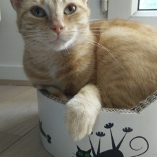 Image pour l'annonce Câline 5 ans une chatte hyper gentille et câline cherchant des adoptants