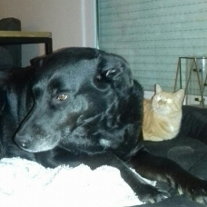 Image pour l'annonce Câline 5 ans une chatte hyper gentille et câline cherchant des adoptants