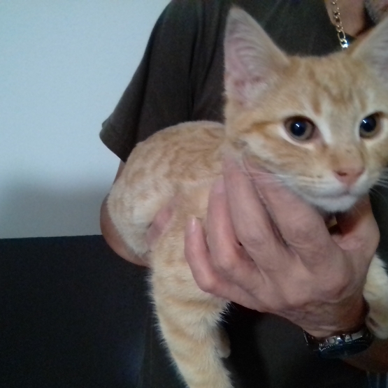 Image pour l'annonce Donne petite chatte rousse