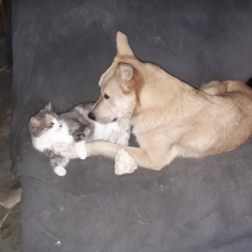 Image pour l'annonce chienne x berger à placer