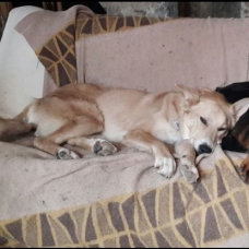 Image pour l'annonce chienne x berger à placer