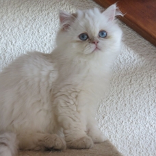 Image pour l'annonce Chatons persan