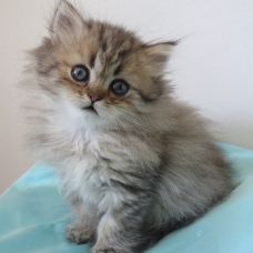Image pour l'annonce Chatons persan