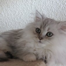 Image pour l'annonce Chatons persan