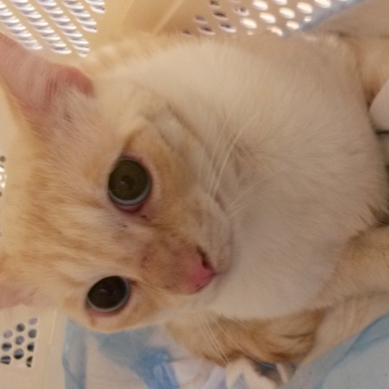 Image pour l'annonce Ziggy timide jeune siamois red point à adopter