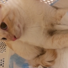 Image pour l'annonce Ziggy timide jeune siamois red point à adopter