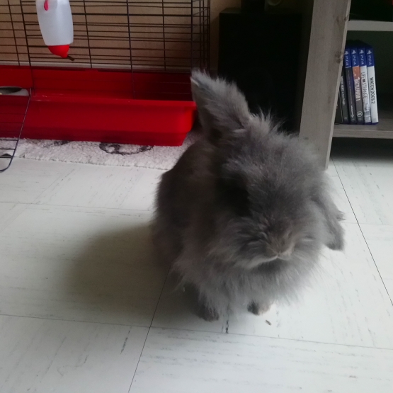 Image pour l'annonce Lapin nain bélier