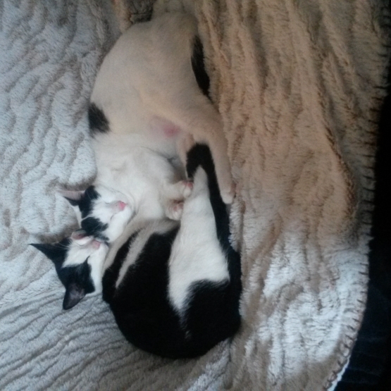 Image pour l'annonce Don chaton