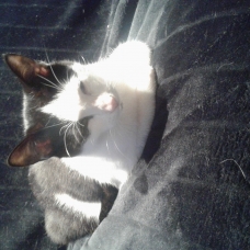 Image pour l'annonce Don chaton