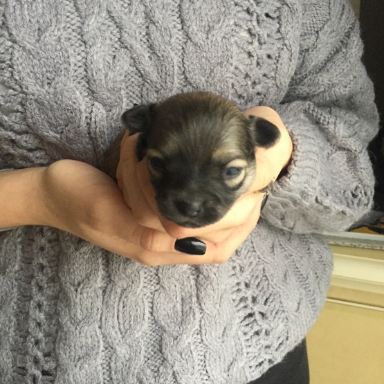 Image pour l'annonce CHIOTS MÄLES CHIHUAHUA POIL LONG