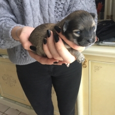 Image pour l'annonce CHIOTS MÄLES CHIHUAHUA POIL LONG