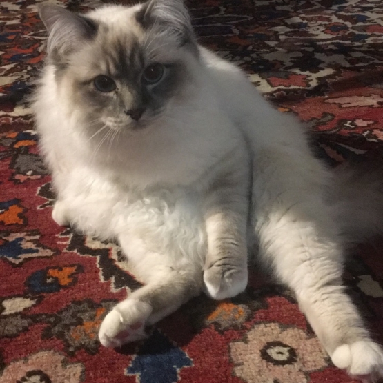 Image pour l'annonce Mâle sacré de Birmanie loof saillie