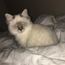 Image pour l'annonce Mâle sacré de Birmanie loof saillie