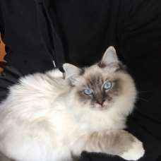 Image pour l'annonce Mâle sacré de Birmanie loof saillie