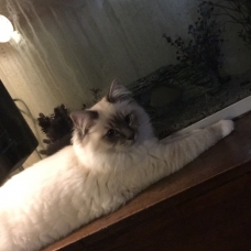 Image pour l'annonce Mâle sacré de Birmanie loof saillie