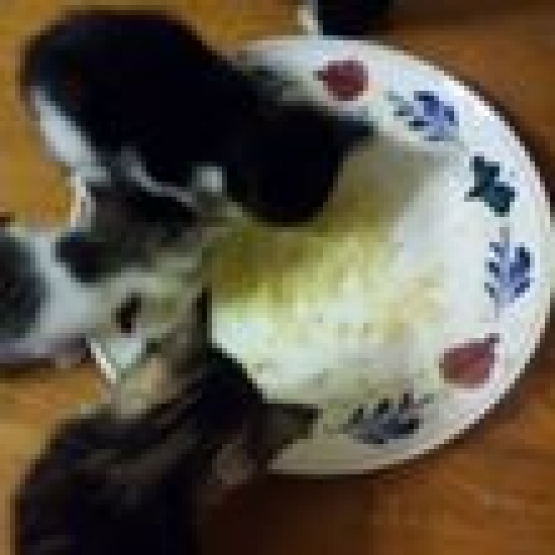 Image pour l'annonce donne chaton