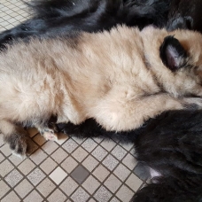 Image pour l'annonce A reserver chiot berger belge
