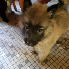 Image pour l'annonce A reserver chiot berger belge