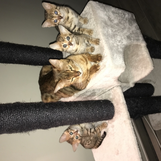 Image pour l'annonce Chatons bengal