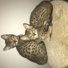 Image pour l'annonce Chatons bengal