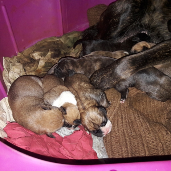 Image pour l'annonce Don bébés boxer