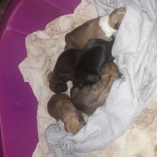 Image pour l'annonce Don bébés boxer