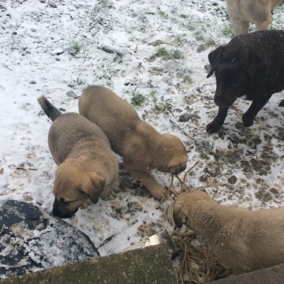 Image pour l'annonce Vends Chiots Berger d’anatolie